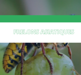 frelons asiatiques